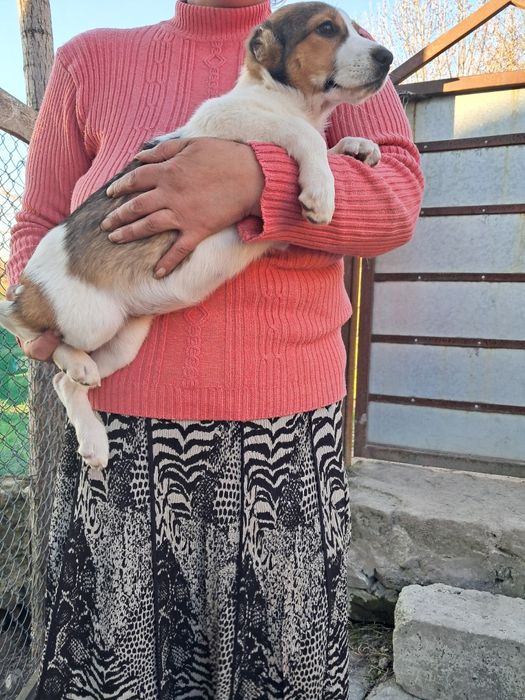 Цуценята породи туркменський алабай.