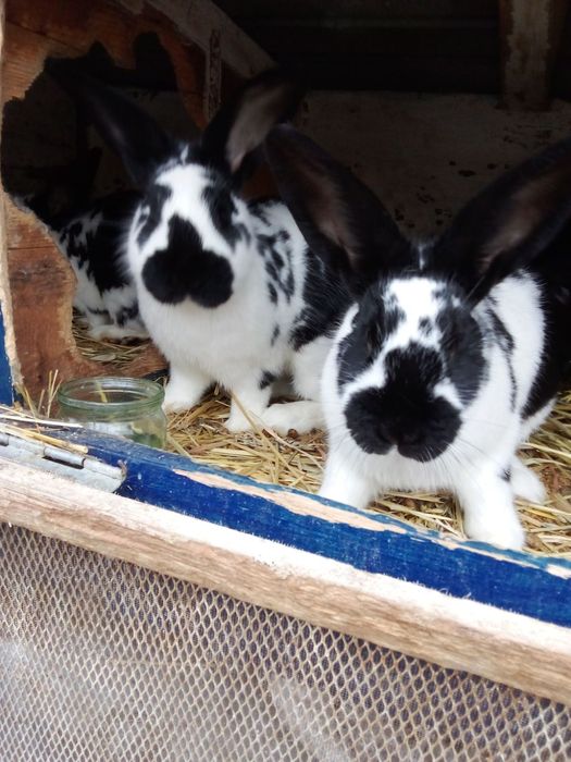 Кролі на маточне поголів'я