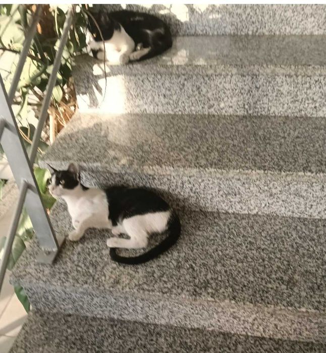 Gatinhos orfão a procura de um lar