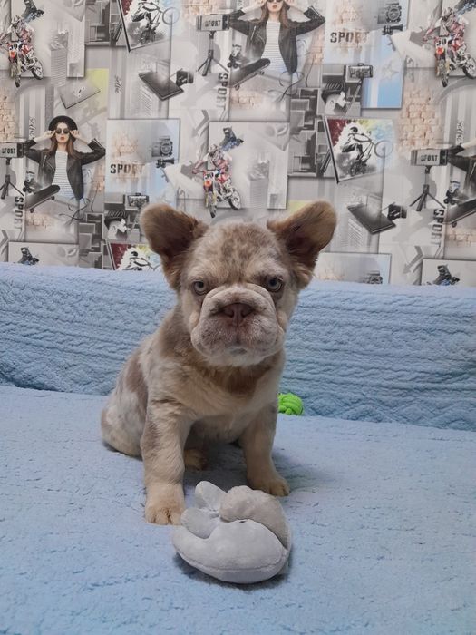 Біг роп флаффі ньюшейд мерле тан дівчинка 4.5міс