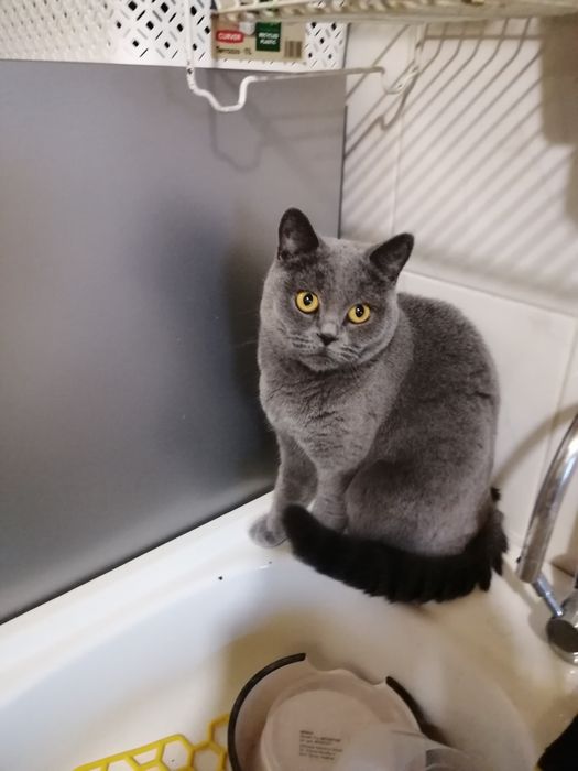 Piękna kotka Brytyjska niebieska