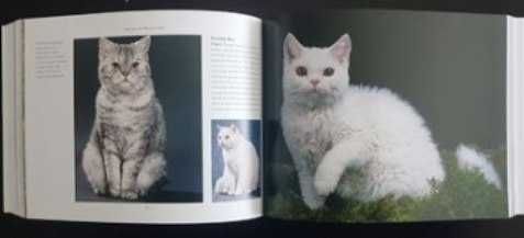 Raças de Gatos Livro