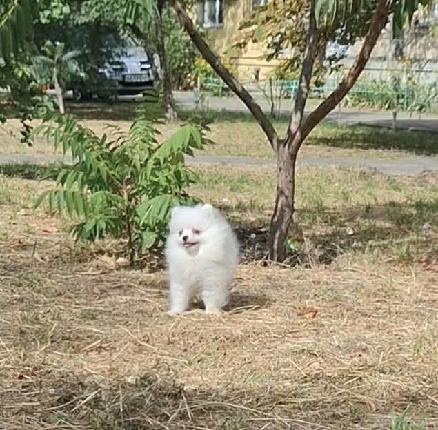 Белая пушинка! Померашка на ладошку! Лучший подарок Любимой! Киев.