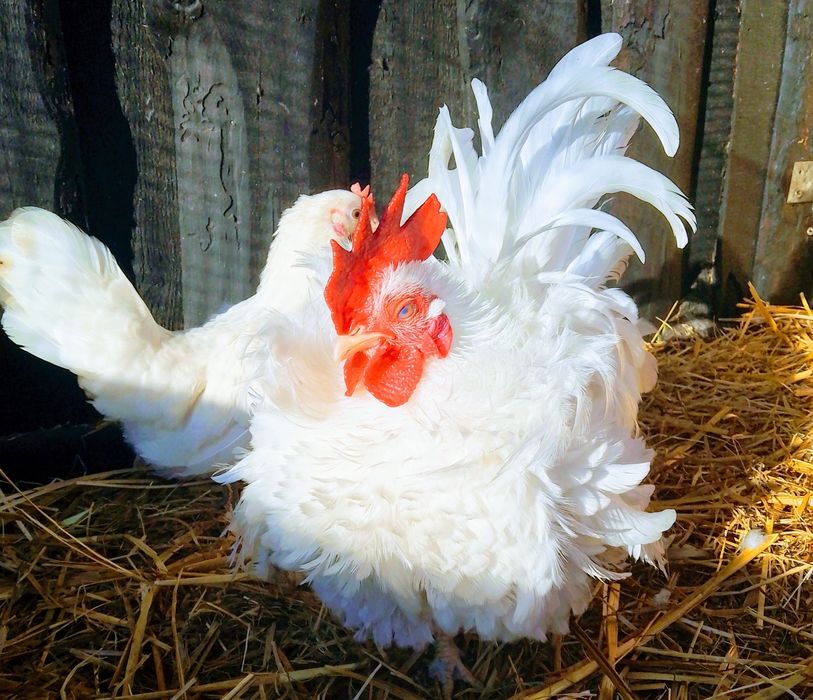 Silki silka czubatka lokowana trójbarwna Brahma kochin sułtan chabo