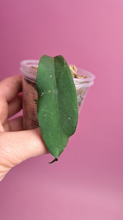 Hoya cagayanensis / pimenteliana