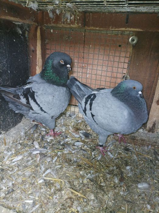 Sprzedam gołębie