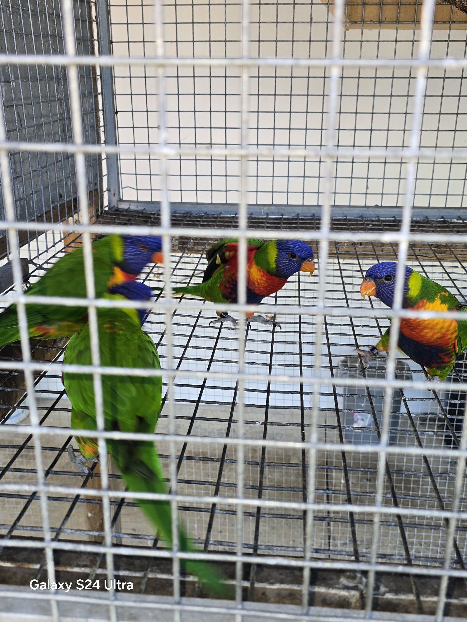 Loris molucanos casal