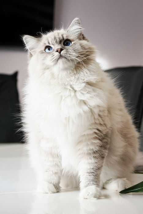 Kot Ragdoll, rasowy rodowodowy FPL FIFE
