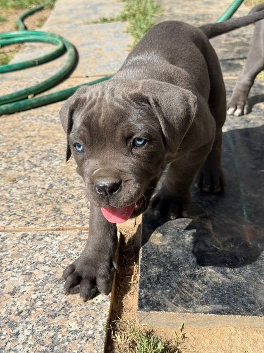 Cane corso blus de olho azul