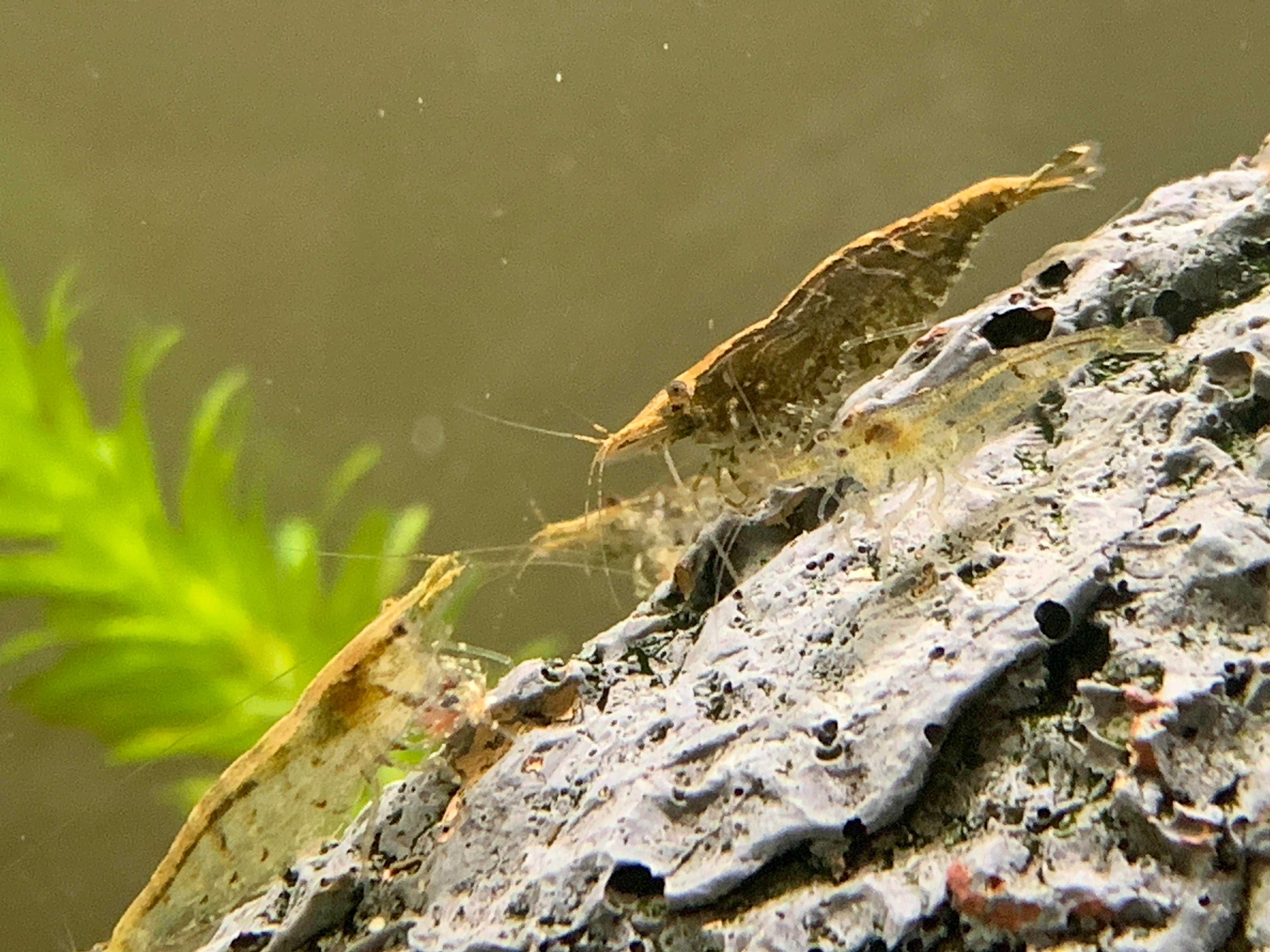 Camarão neocaridina sortido ( varias cores )