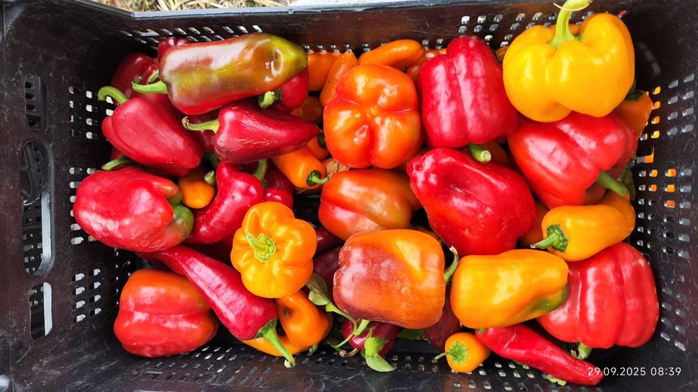 Papryka Mix Bio z własnego foliaczka