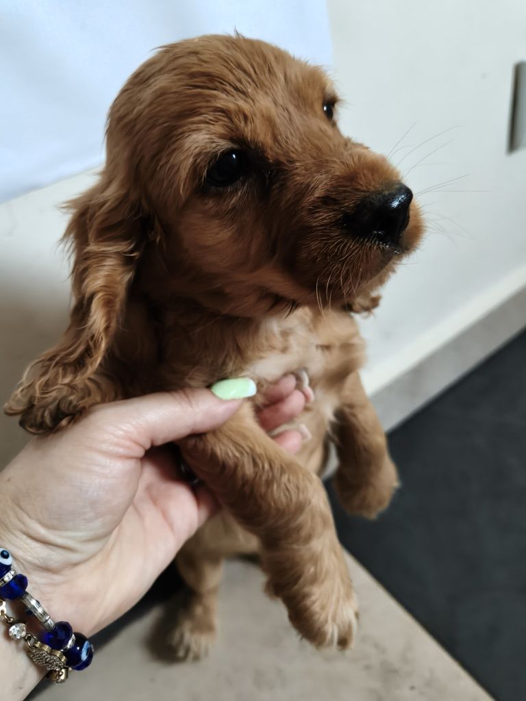 Cocker spaniel pies