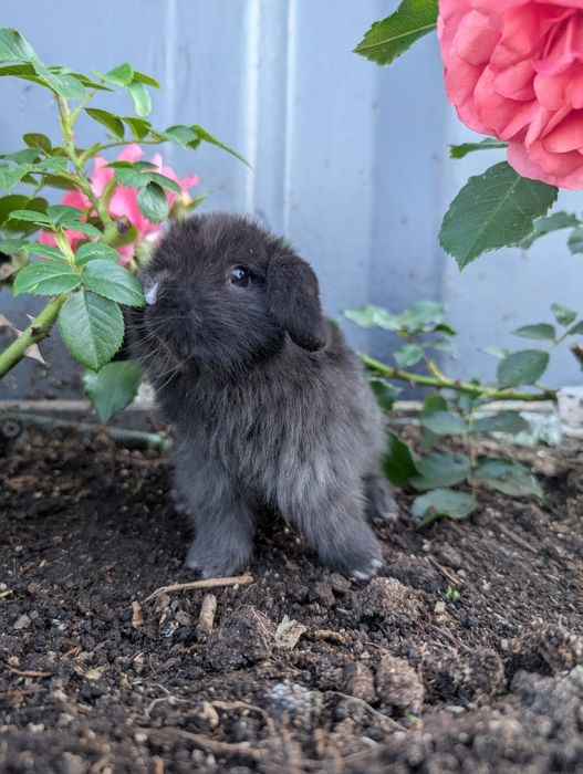 Mini lop, baranek miniaturka, metryka
