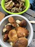 Borowiki suszone 25zł/100g, 200g/50zł