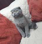 Lindo Gato Scottish Fold Azul (Macho)
