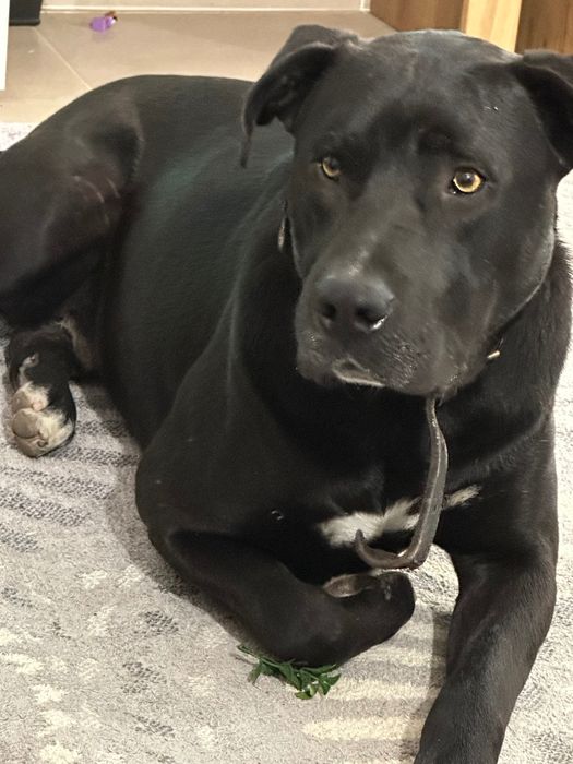 Dócil e Brincalhão