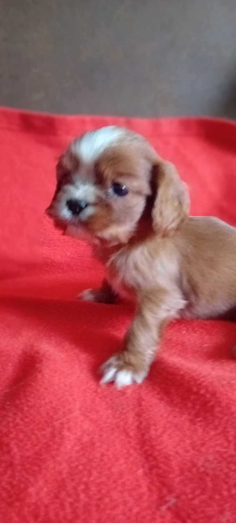 Cavalier King Charles spaniel SUCZKA