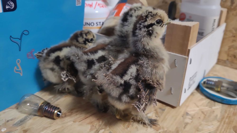 Silki lokowane satyny pisklaki kurczaki