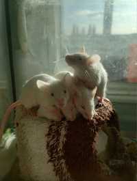 Мышки декоративные, альбинос
