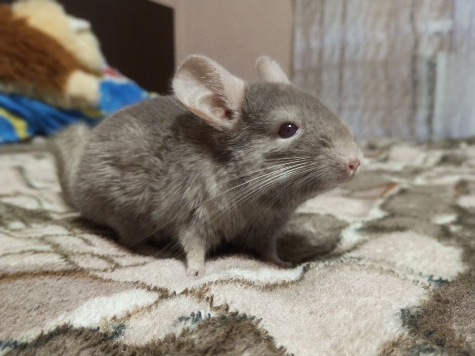 Шиншил сірого кольору звати Коржик з кліткою кормушкою вік 2 роки