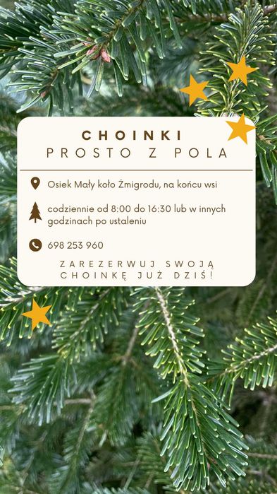 Choinki prosto z pola
