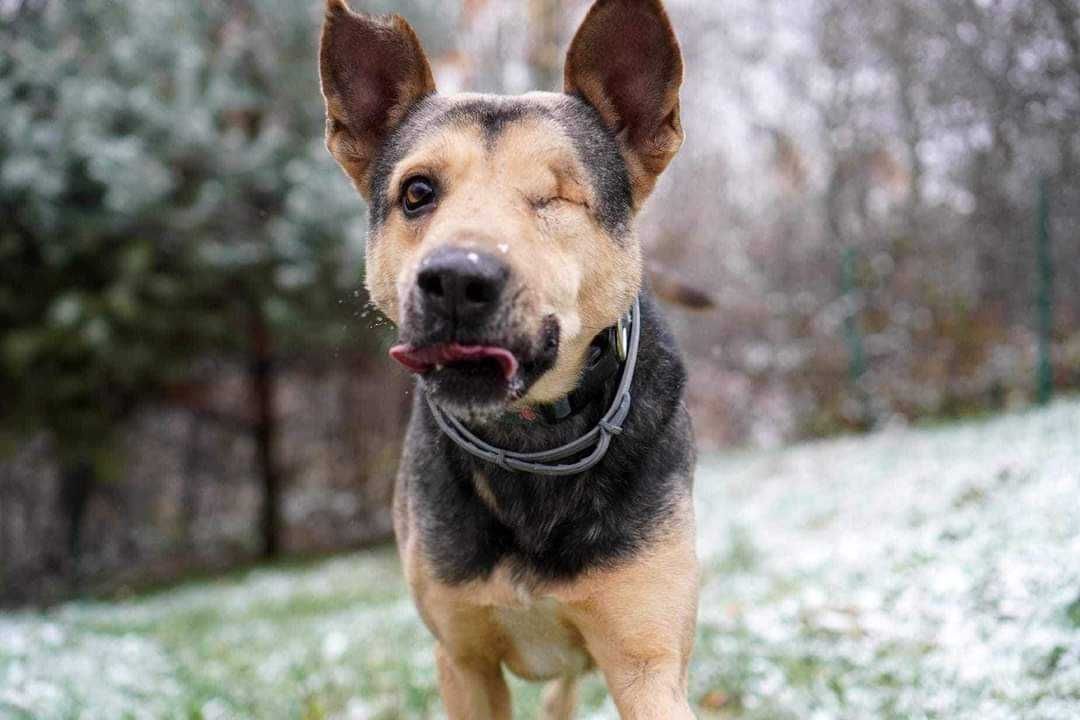 Pirat - inteligentny, aktywny pies z Ukrainy szuka domu