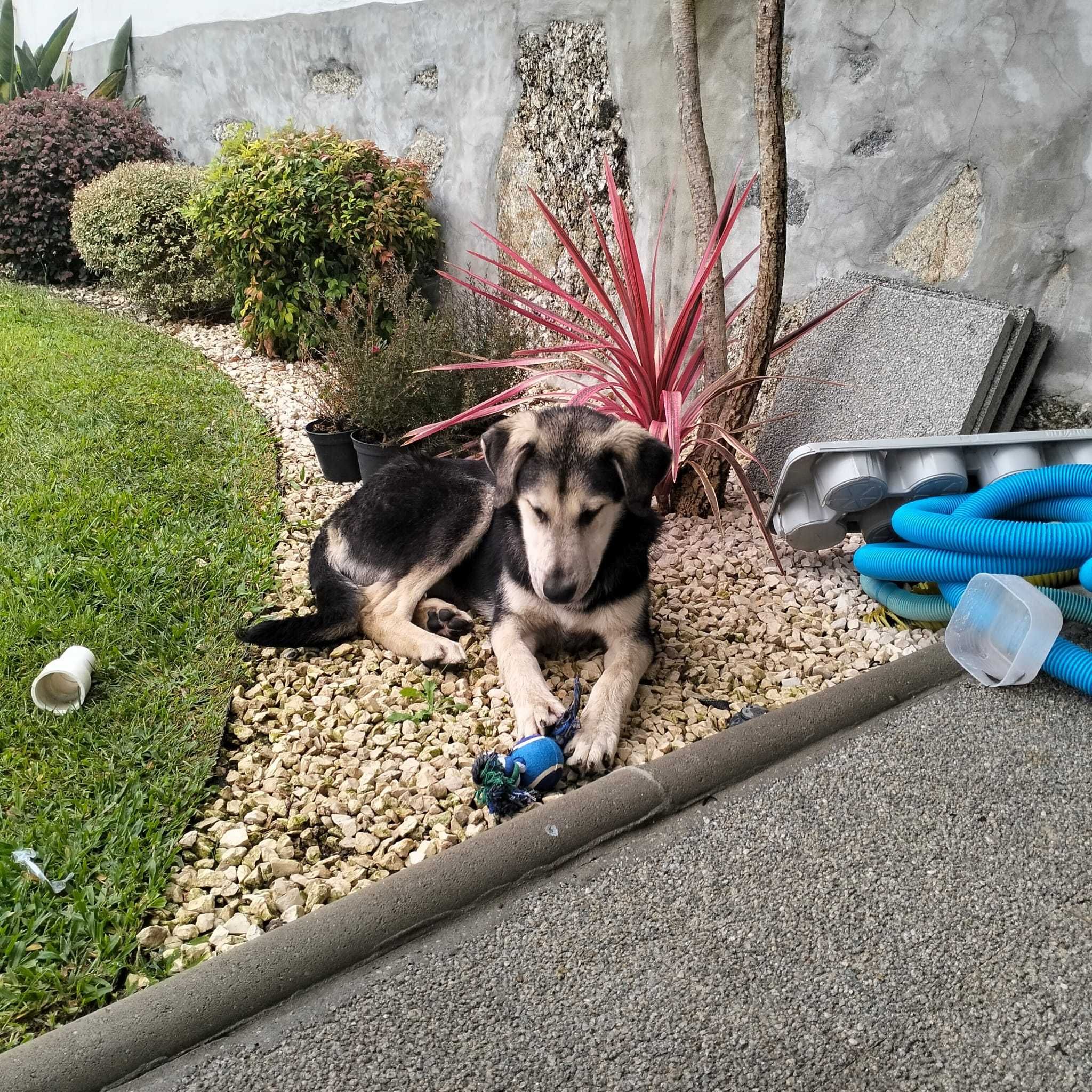 Cachorra para adoção responsável