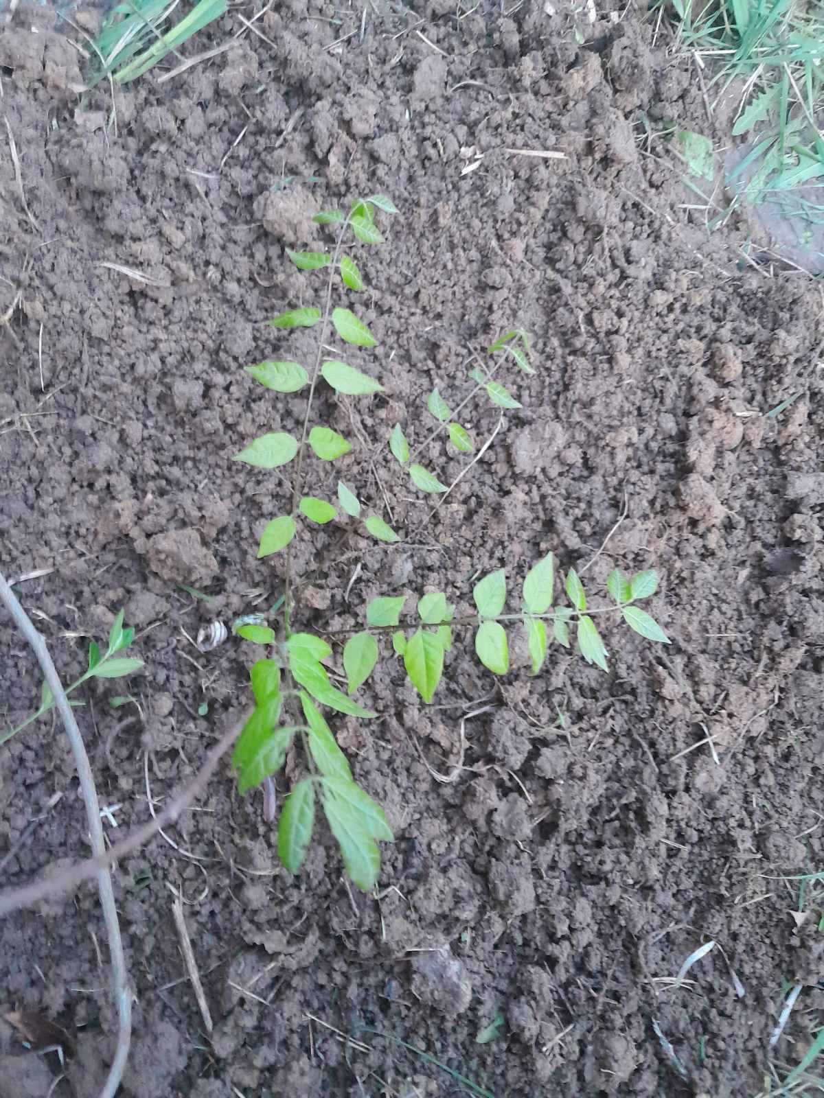 Гліцинія (глициния) саджанець