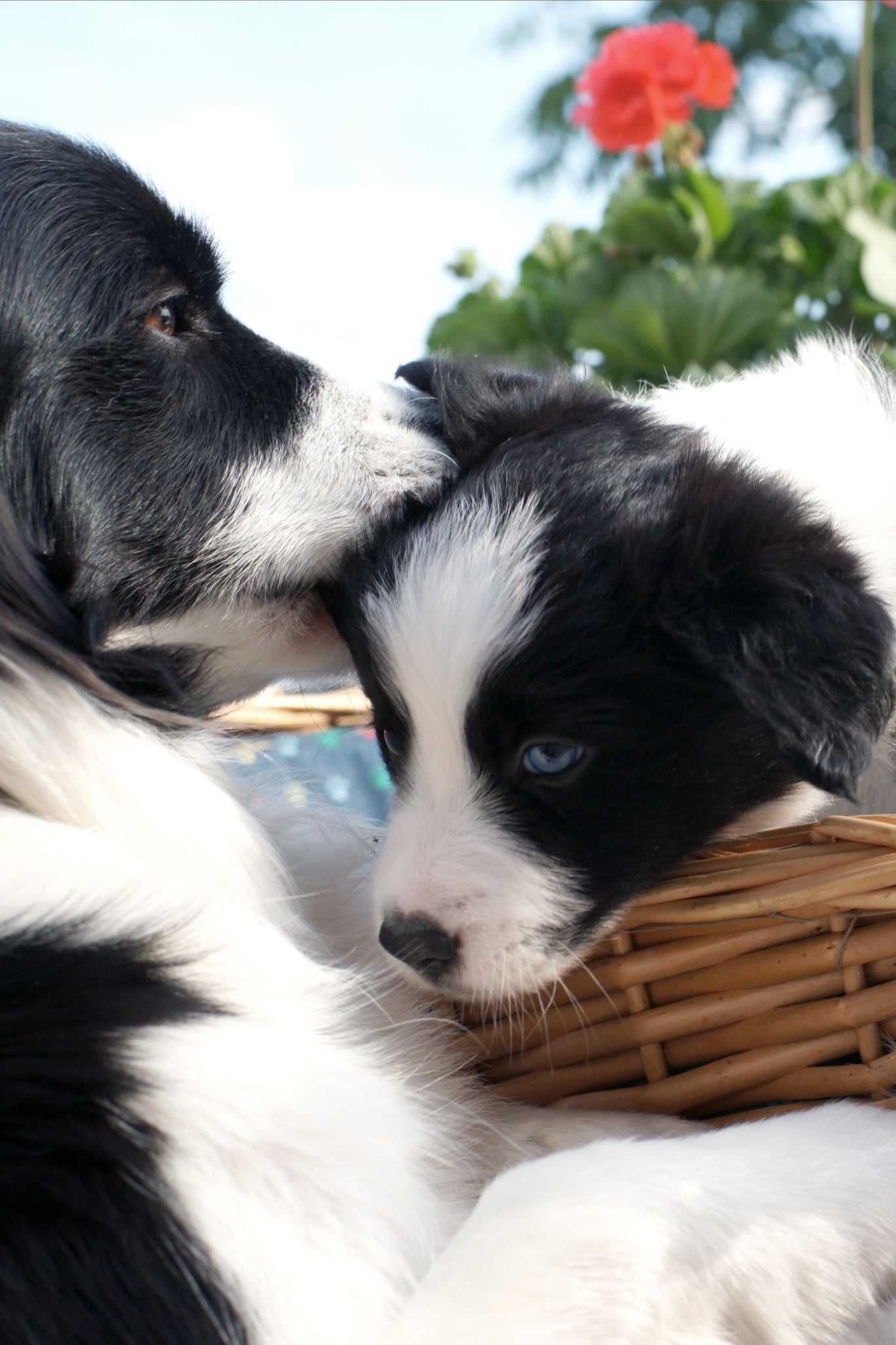 Szczeniak Border Collie