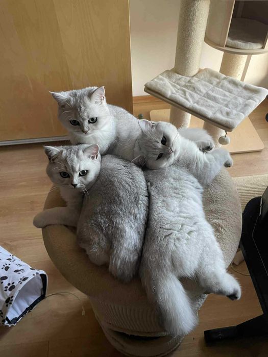Kocięta Brytyjskie Srebrne Krótkowłose, kot brytyjski, kotka