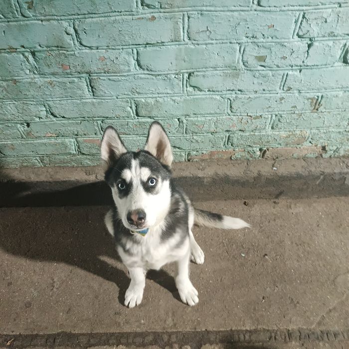 Продажа маламута