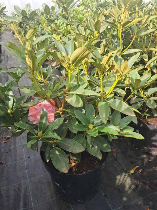 Rododendron/różanecznik różne odmiany