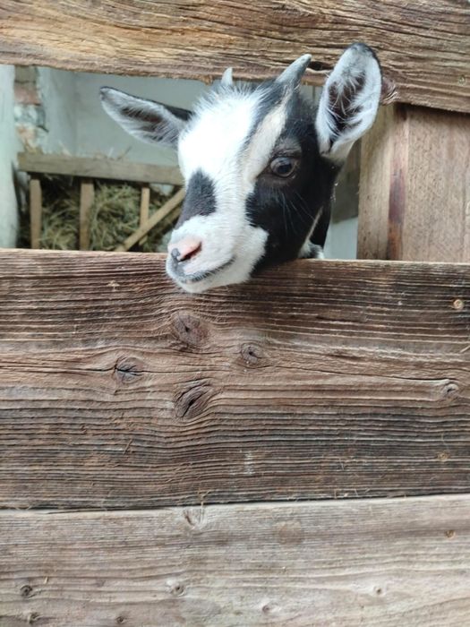 Sprzedam kozę kuzke