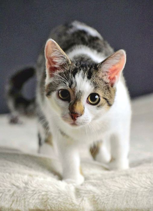 Kilkumiesięczny kociak Peter do adopcji
