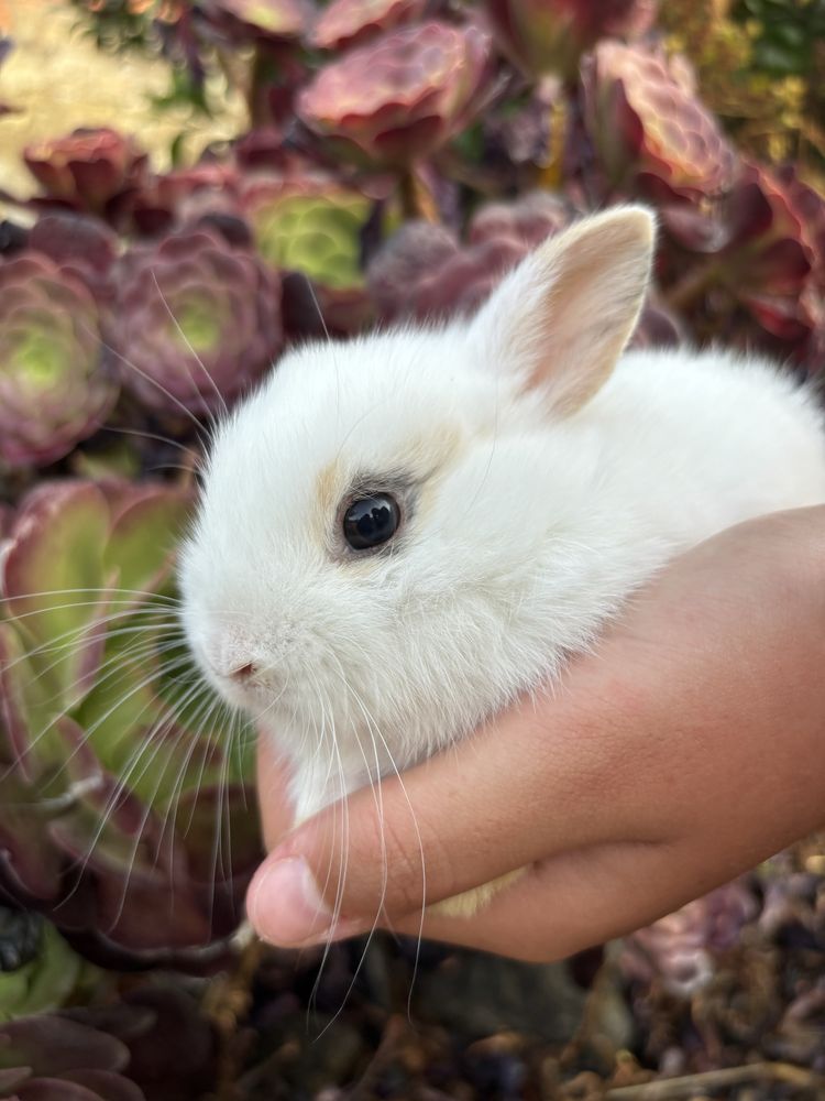 Vendo coelhinhos anões para companhia