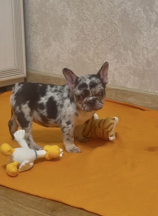 Красуня міні шоколадна мерле з підпалом, неймовірно кумедна