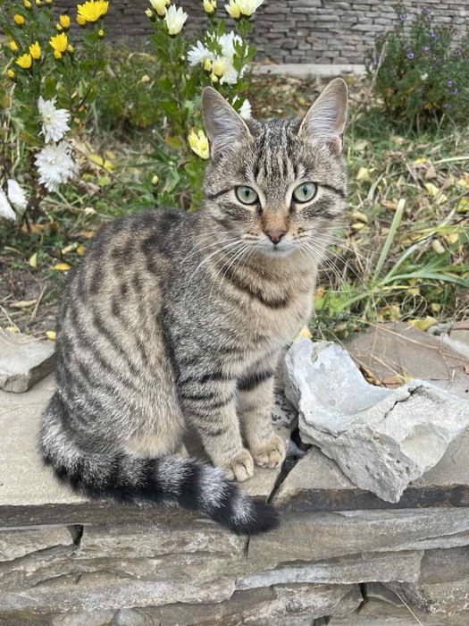 Милые котята в добрые руки