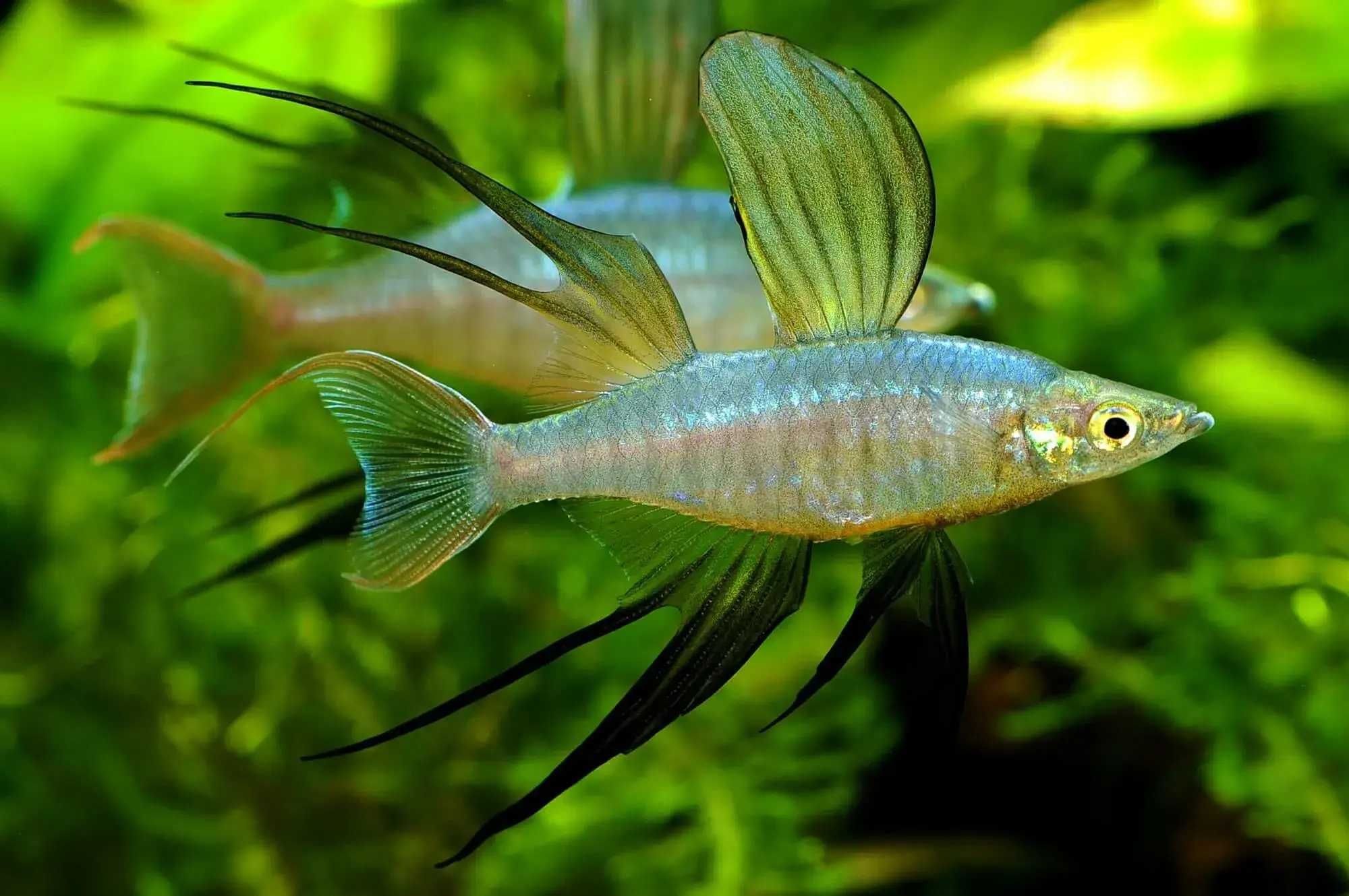 Tęczanka Wernera - 2,5 cm - Promocja 10 sztuk Sklep Zoologiczny ALTUM