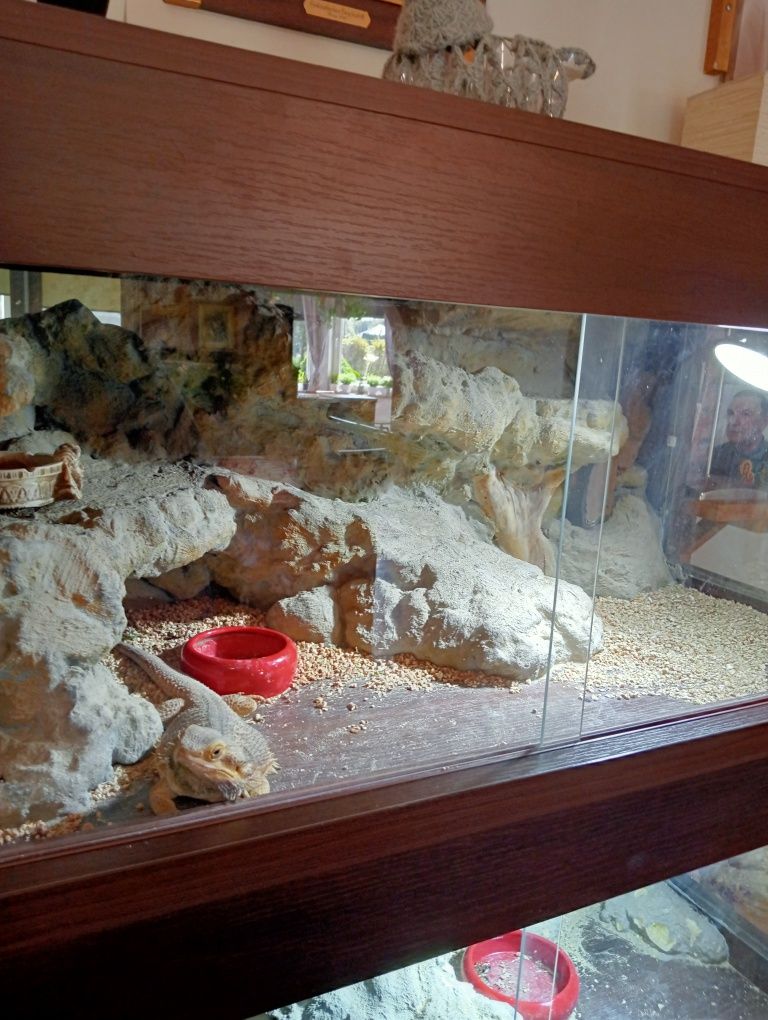 Terarium podwójne z szafką +Agamy