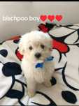 Bischpoo pudel toy cavapoo