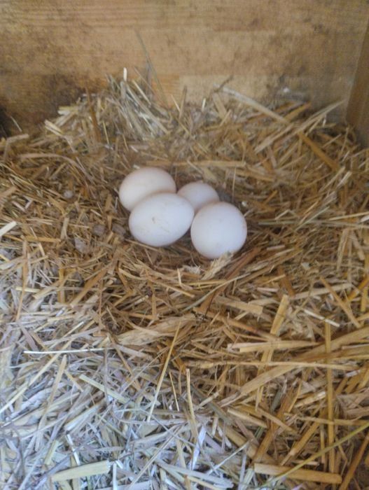 Jaja / jajka z własnego chowu