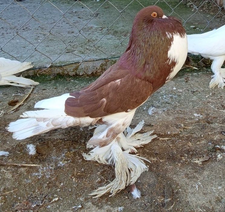 Gołębie garłacze pomorskie