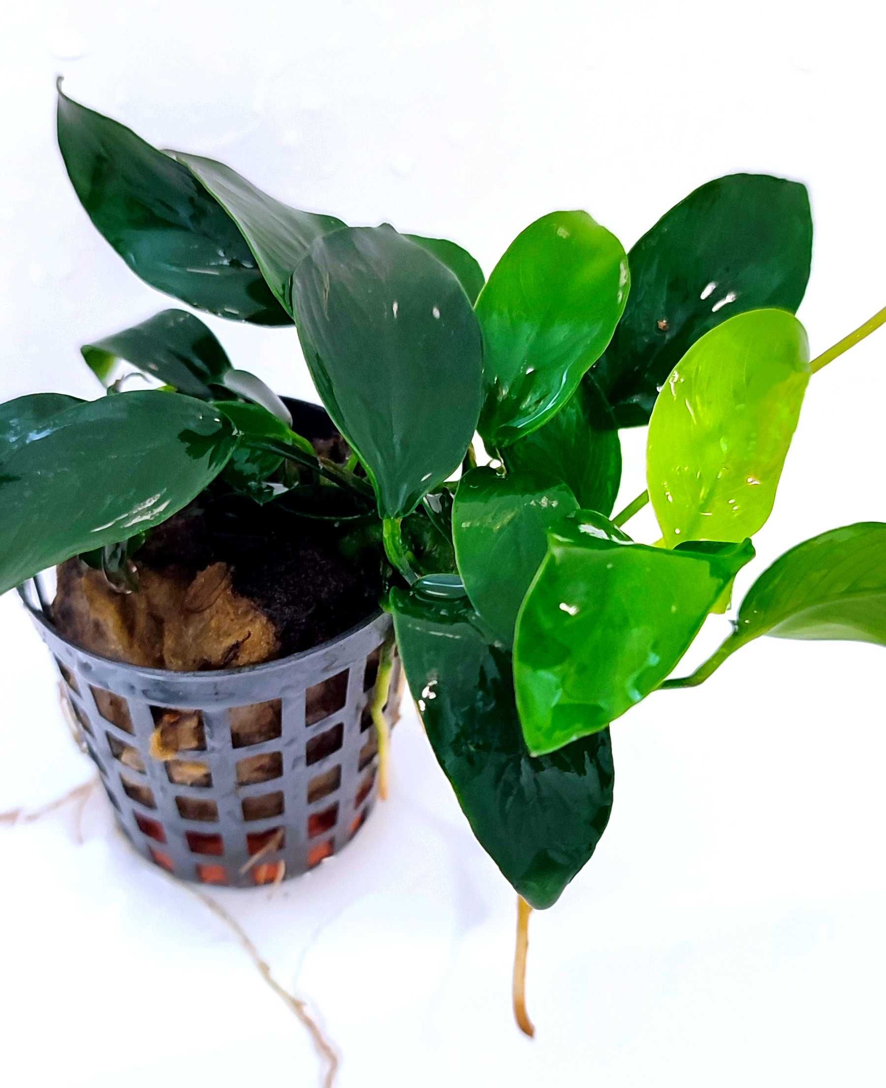 Anubias barteri nana Mini Koszyk Rośliny Akwarium Krewetkarium Sklep