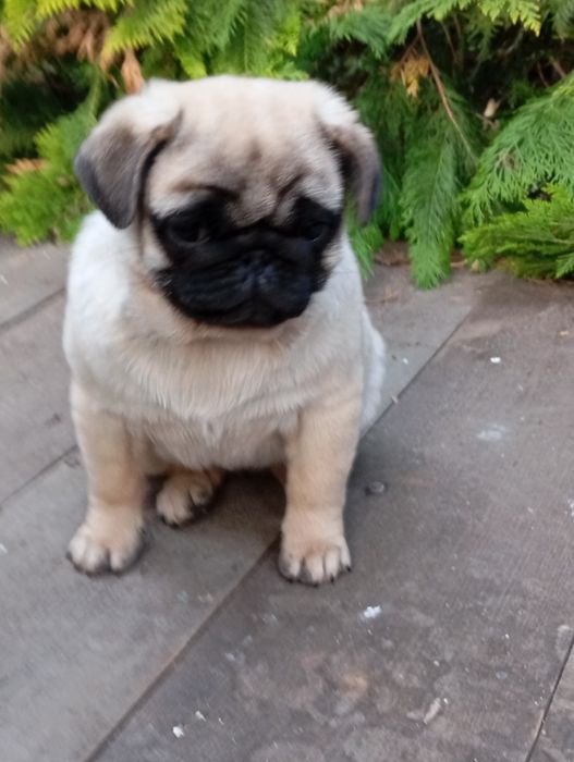 Mops suczka ZkwP FCI Łódź