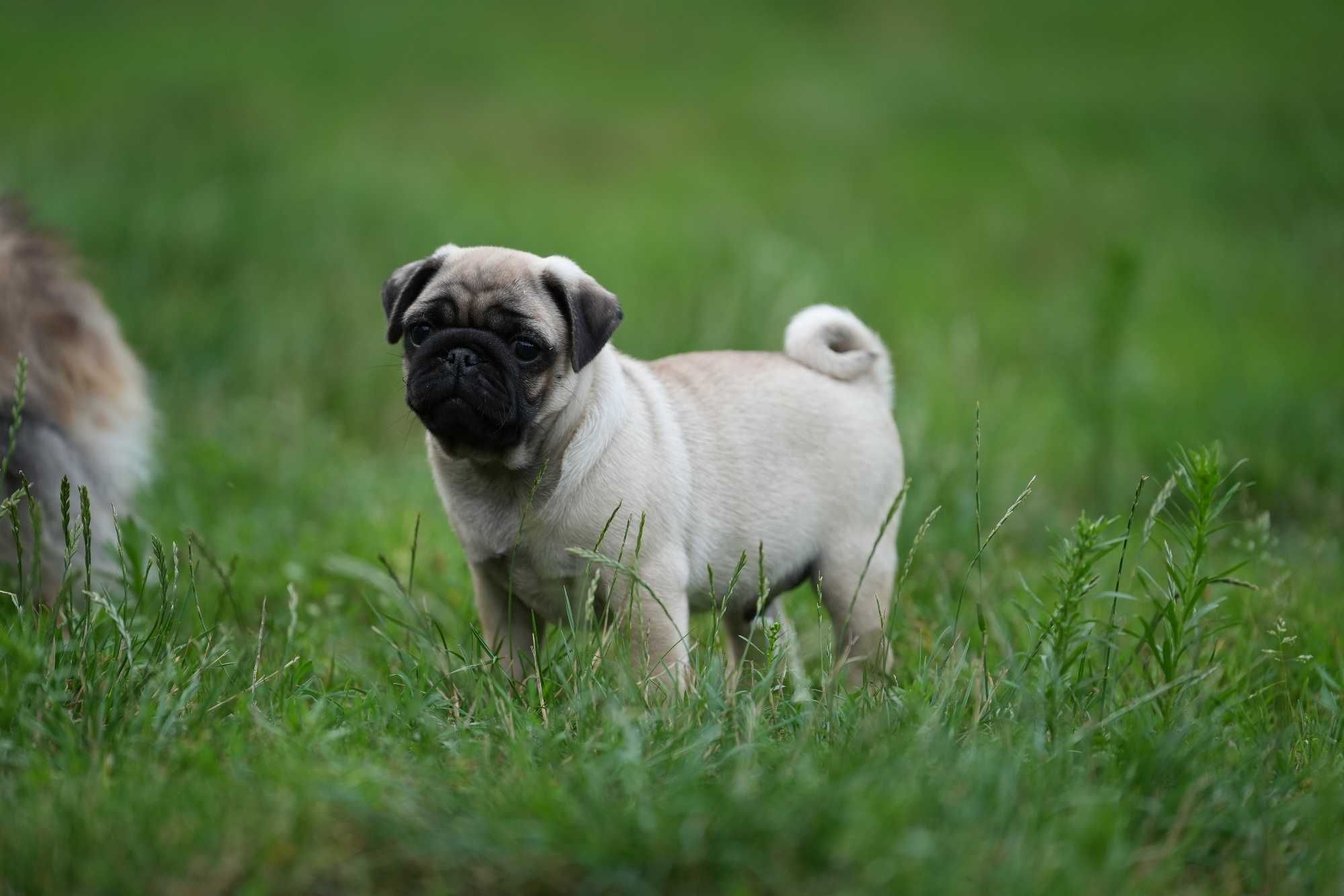 Mops mopsy Szczenię Suczka