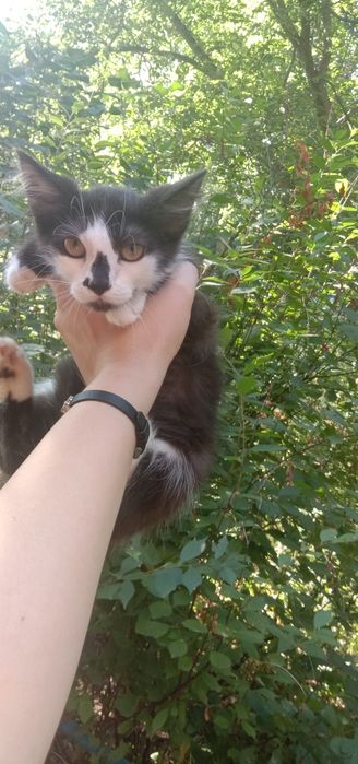 Красивый котик даром. Кот бесплатно. Котята. Котенок