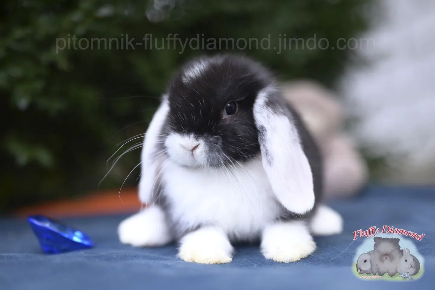 Чорний біловухий хлопчик.Висловухий.Кролик з проф. розплідника