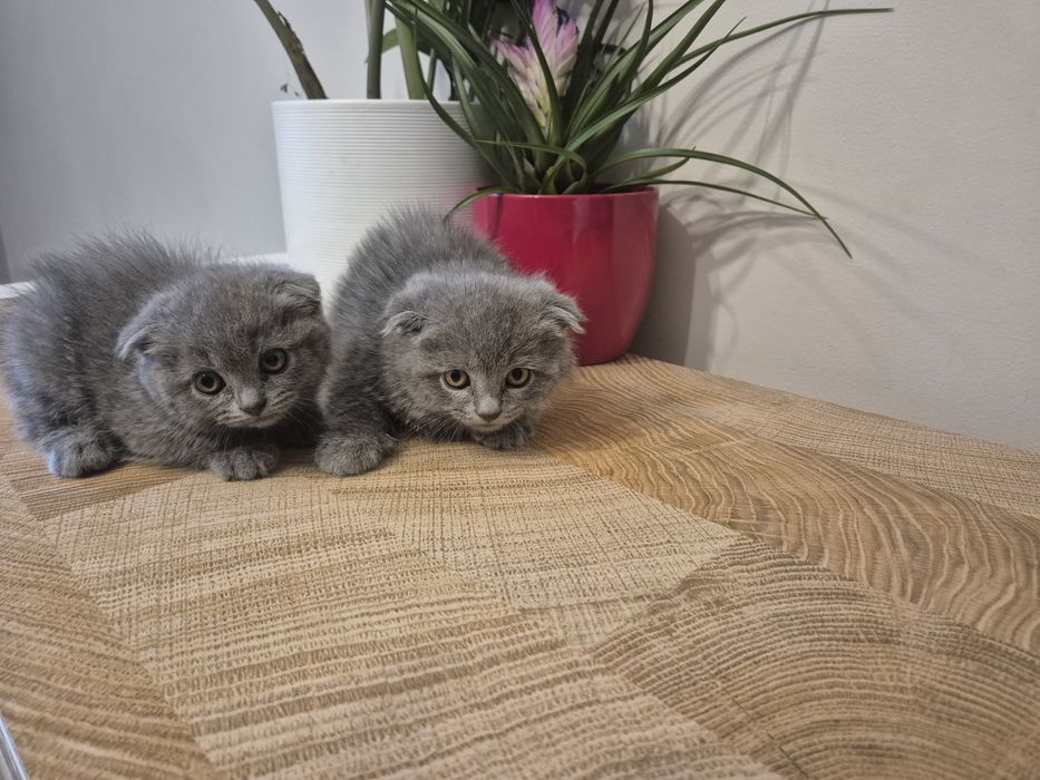 Kotek/ kocurek  brytyjski Żyrardów