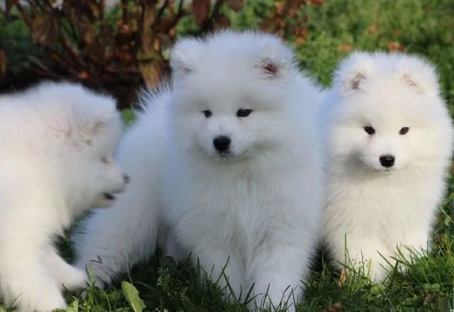 Samoyed Szczeniak