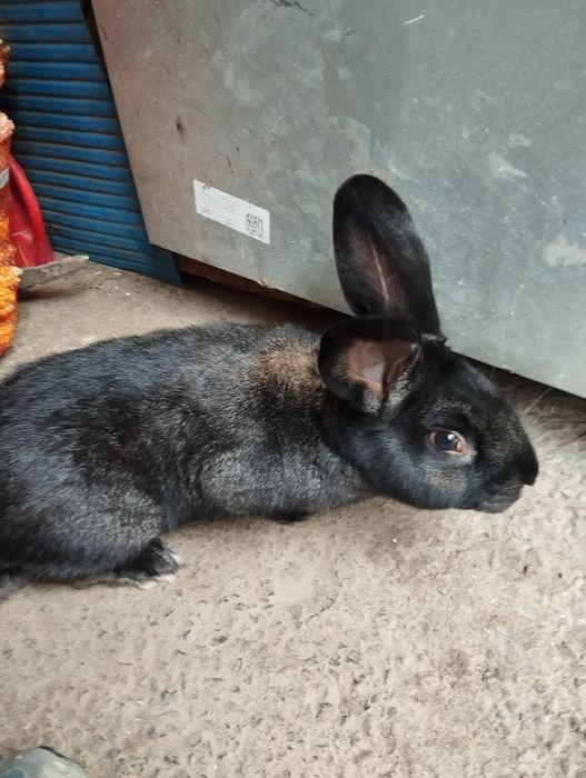 Króliki Samce Sprzedam